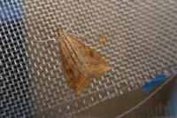 Udea ferrugalis