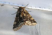 Lycia hirtaria
