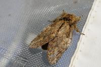 Peridea anceps
