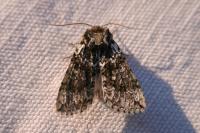 Polyploca ridens
