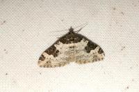 Xanthorhoe fluctuata