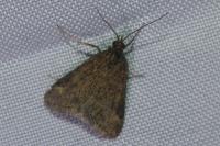 Pyrausta despicata