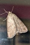Pachycnemia hippocastanaria hippocastanaria