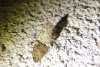 Eupithecia dodoneata