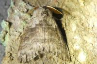Calliteara pudibunda