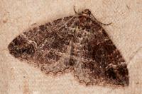 Catarhoe basochesiata