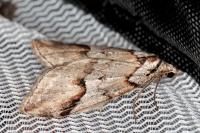 Chesias rufata rufata