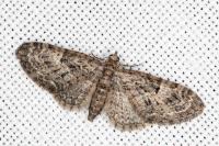 Eupithecia dodoneata