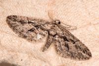 Eupithecia oxycedrata