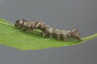Allophyes oxyacanthae