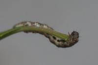 Allophyes oxyacanthae