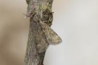 Pyrausta despicata