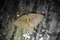 Cyclophora puppillaria