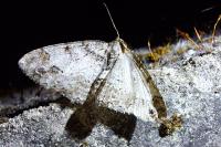 Paradarisa consonaria