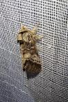 Drymonia ruficornis