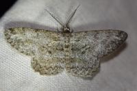 Hypomecis punctinalis