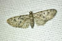 Eupithecia abbreviata/dodoneata