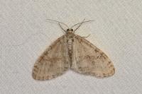Trichopteryx carpinata