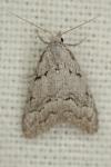 Nola thymula thymula