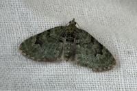Chloroclystis v-ata