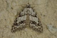 Nola cicatricalis