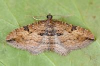 Nycterosea obstipata
