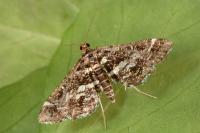 Diasemiopsis ramburialis