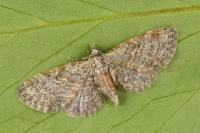 Eupithecia tenuiata