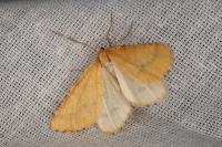 Aspitates ochrearia