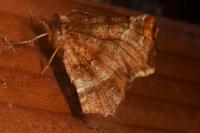 Selenia dentaria