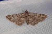 Gymnoscelis rufifasciata