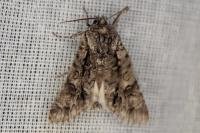 Acronicta auricoma