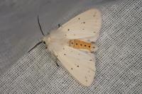 Spilosoma lubricipeda