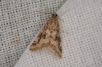 Hellula undalis