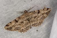Peribatodes rhomboidaria rhomboidaria