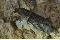 Acrobasis obliqua