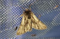 Calophasia platyptera