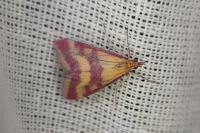 Pyrausta sanguinalis