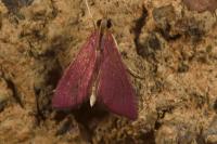Pyrausta inornatalis