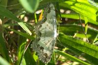 Scopula