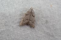 Nola thymula thymula