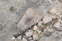 Perigrapha rorida