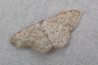 Scopula marginepunctata