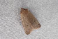 Spudaea ruticilla
