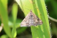 Pyrausta despicata