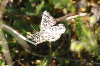 Chiasmia clathrata
