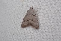 Nola thymula thymula