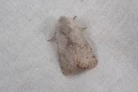 Perigrapha rorida