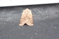 Spudaea ruticilla