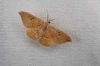 Watsonalla uncinula